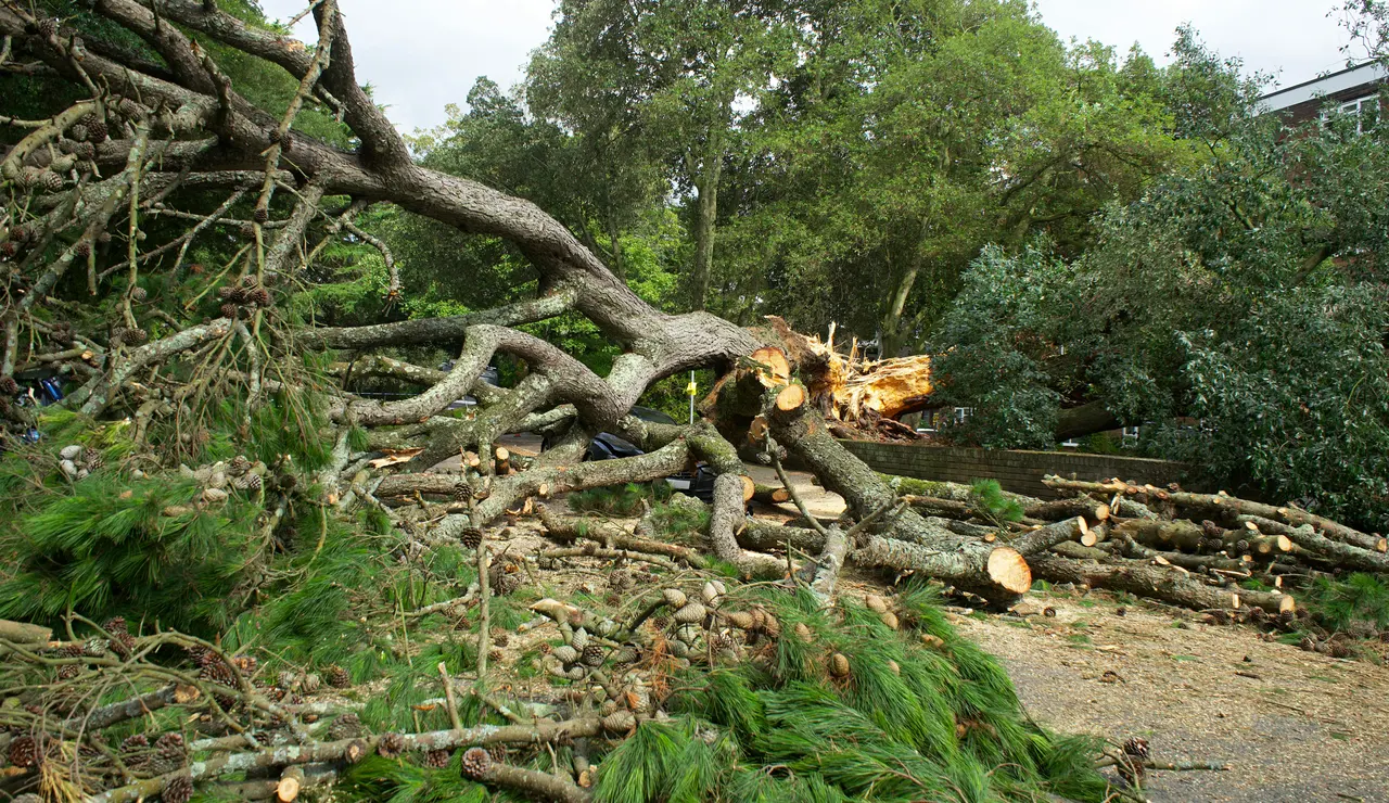 Imagen de un árbol caído
