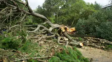 Imagen de un árbol caído Imagen de un árbol caído