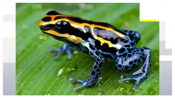 Acusan a Rusia de envenenar al líder opositor ruso Navalny Acusan a Rusia de envenenar al líder opositor ruso Navalny