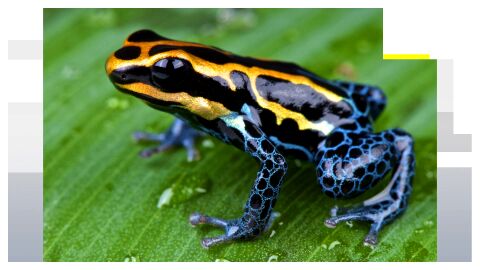 Acusan a Rusia de envenenar al l&iacute;der opositor ruso Navalny