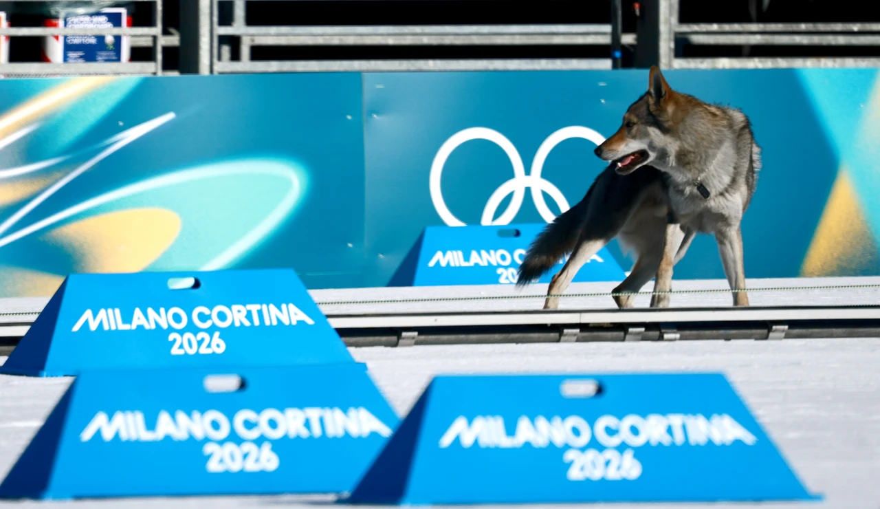 Un perro lobo en mitad de la pista de esquí de fondo de Tesero