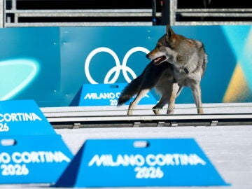Un perro lobo en mitad de la pista de esqu&iacute; de fondo de Tesero