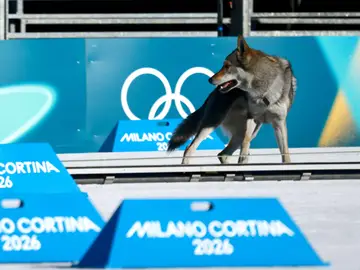 Un perro lobo en mitad de la pista de esquí de fondo de Tesero Un perro lobo en mitad de la pista de esquí de fondo de Tesero
