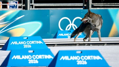 Un perro lobo en mitad de la pista de esqu&iacute; de fondo de Tesero
