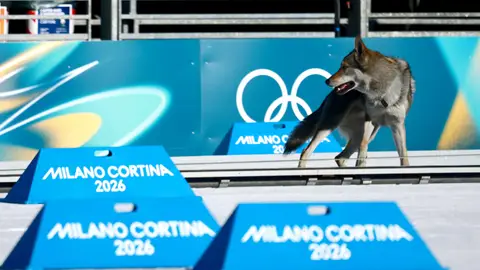 Un perro lobo en mitad de la pista de esquí de fondo de Tesero Un perro lobo en mitad de la pista de esquí de fondo de Tesero