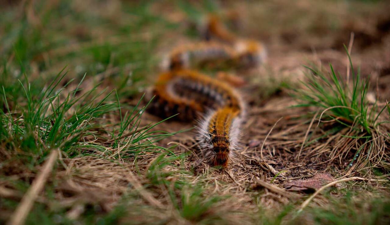 Doguify oruga procesionaria