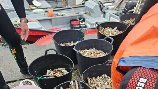 Alerta de los mariscadoras