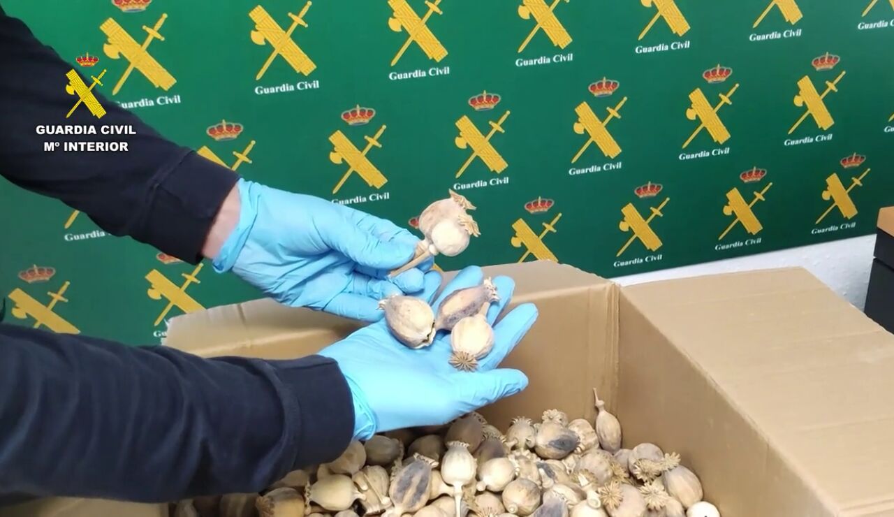 La Guardia Civil interviene media tonelada de adormidera robada, la planta con la que se producen f&aacute;rmacos como la codeina o morfina