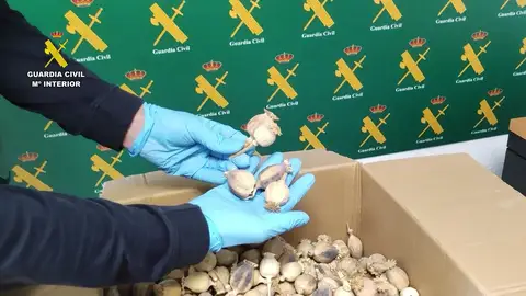 La Guardia Civil interviene media tonelada de adormidera robada, la planta con la que se producen fármacos como la codeina o morfina La Guardia Civil interviene media tonelada de adormidera robada, la planta con la que se producen fármacos como la codeina o morfina