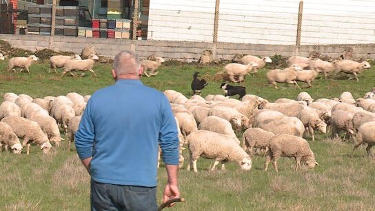 Imagen de archivo de un pastor en Galicia.