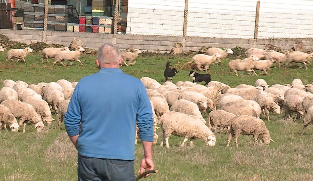 Imagen de archivo de un pastor en Galicia.
