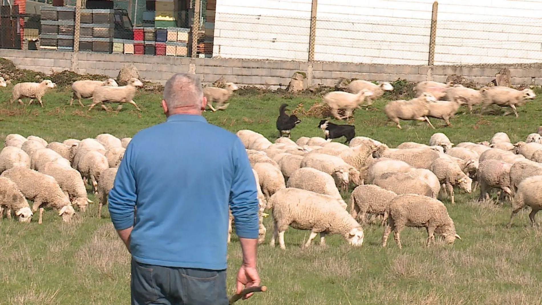 Imagen de archivo de un pastor en Galicia. Imagen de archivo de un pastor en Galicia.