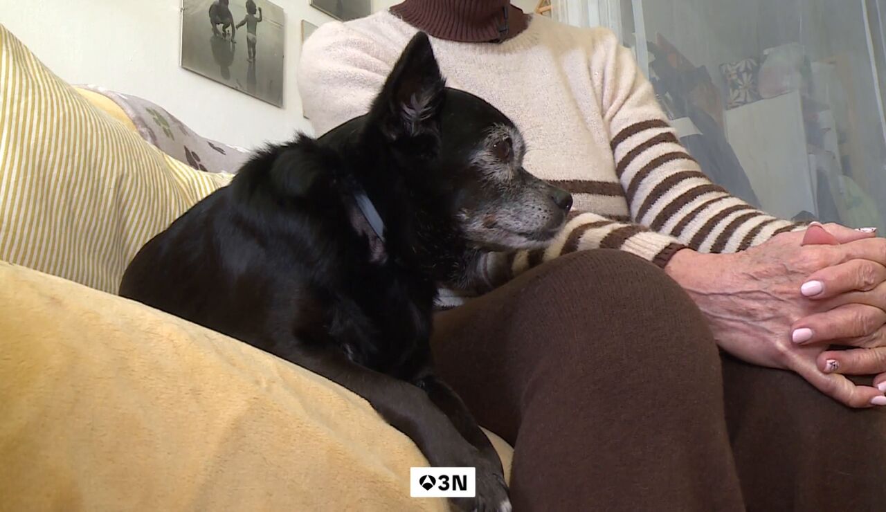 Consuelo de 71 a&ntilde;os ha dejado toda su herencia a su perra Mul&aacute;n 