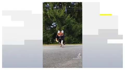 La fiebre de los Therians llega a España La fiebre de los Therians llega a España