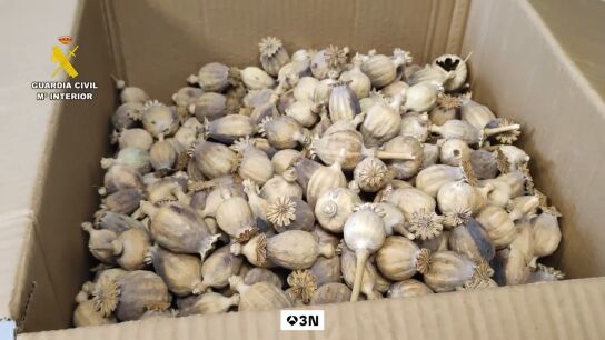 La Guardia Civil interviene media tonelada de adormidera robada, la planta con la que se producen f&aacute;rmacos como la codeina o morfina