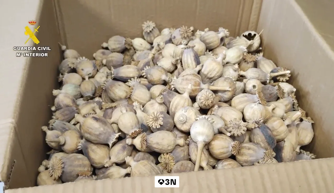 La Guardia Civil interviene media tonelada de adormidera robada, la planta con la que se producen fármacos como la codeina o morfina