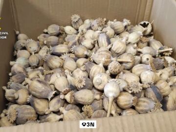 La Guardia Civil interviene media tonelada de adormidera robada, la planta con la que se producen f&aacute;rmacos como la codeina o morfina