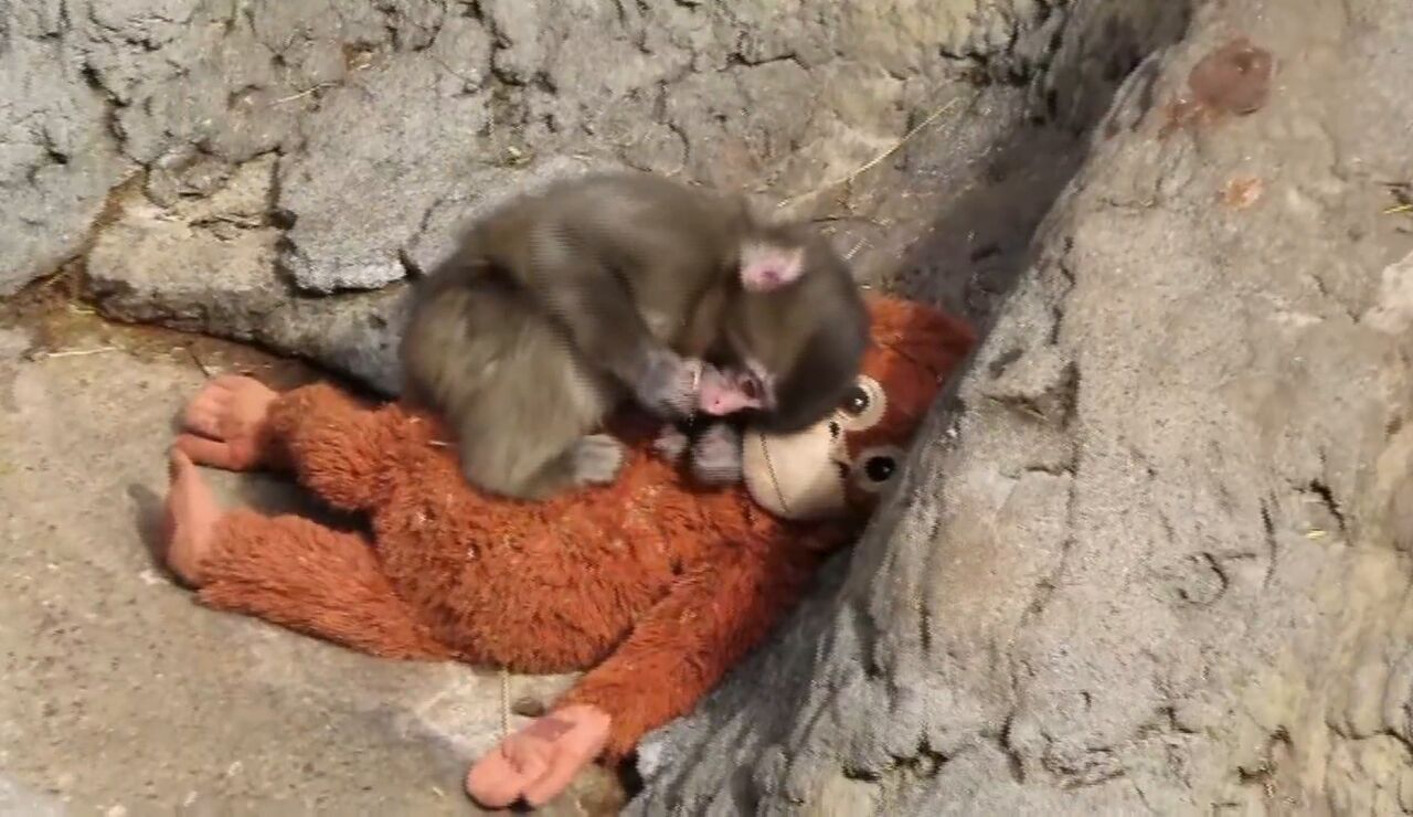 'Punch', el macaco rechazado por su madre logra integrarse en la manada
