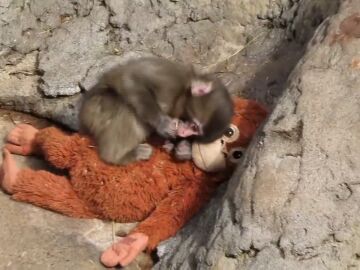 'Punch', el macaco rechazado por su madre logra integrarse en la manada
