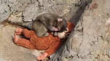 'Punch', el macaco rechazado por su madre logra integrarse en la manada