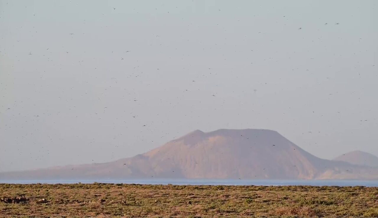 Langostas en Canarias