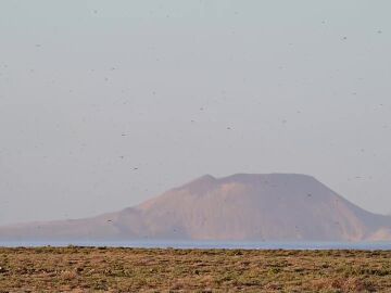 Langostas en Canarias