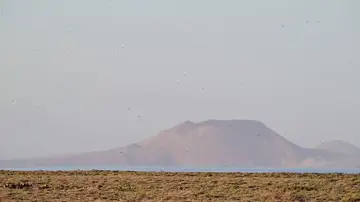 Langostas en Canarias Langostas en Canarias