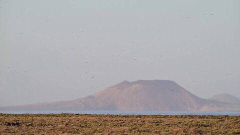 Langostas en Canarias