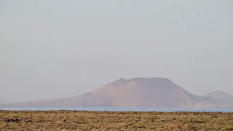 Langostas en Canarias Langostas en Canarias