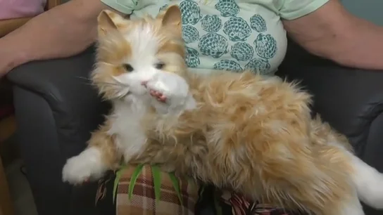 Estrellita, el gato robótico contra la soledad Estrellita, el gato robótico contra la soledad