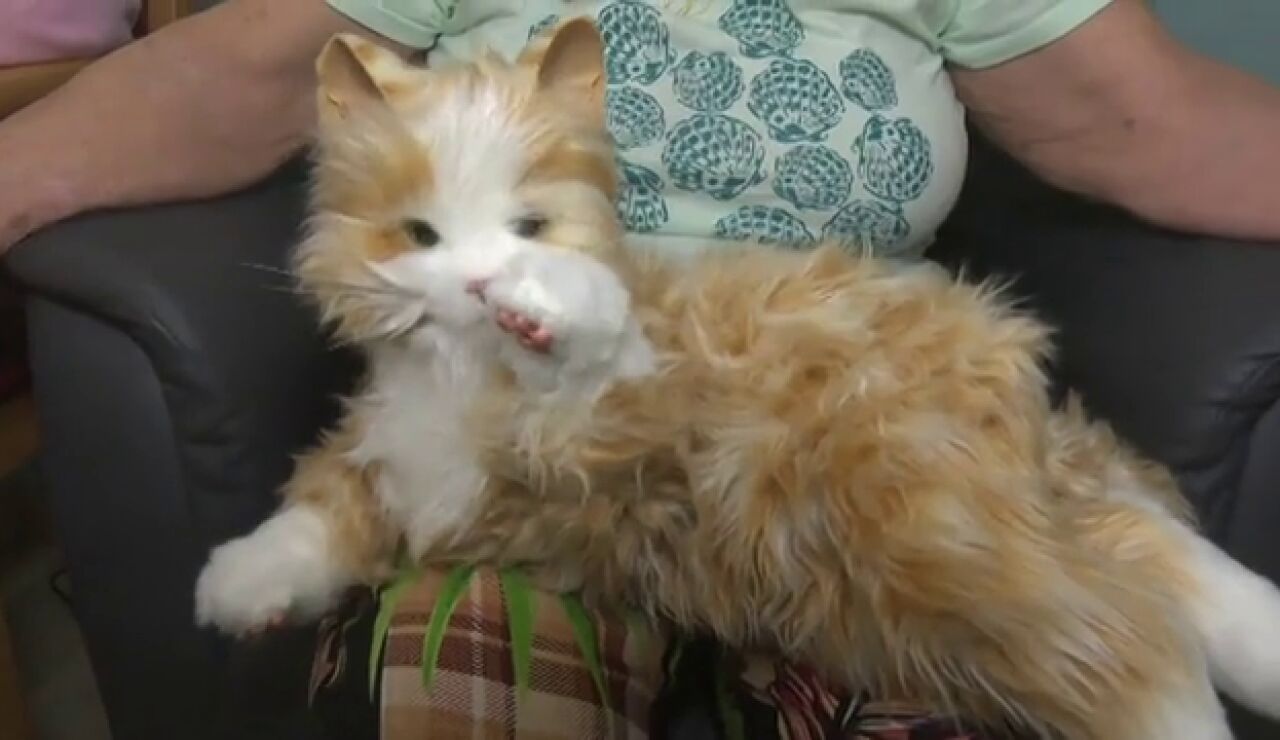 Estrellita, el gato rob&oacute;tico contra la soledad 