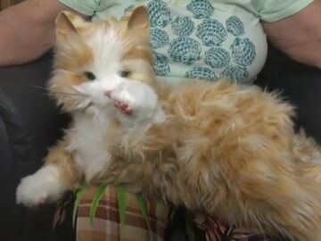 Estrellita, el gato rob&oacute;tico contra la soledad 