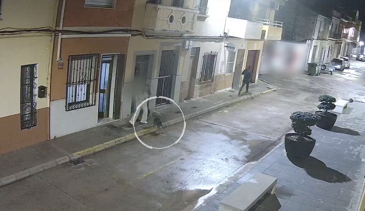 Secuestro frustrado perros