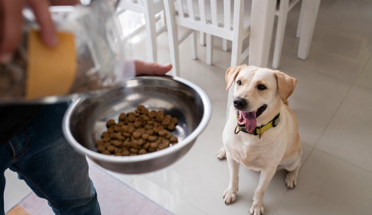 Perro esperando su comida