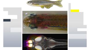 Peces