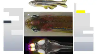 Peces Peces