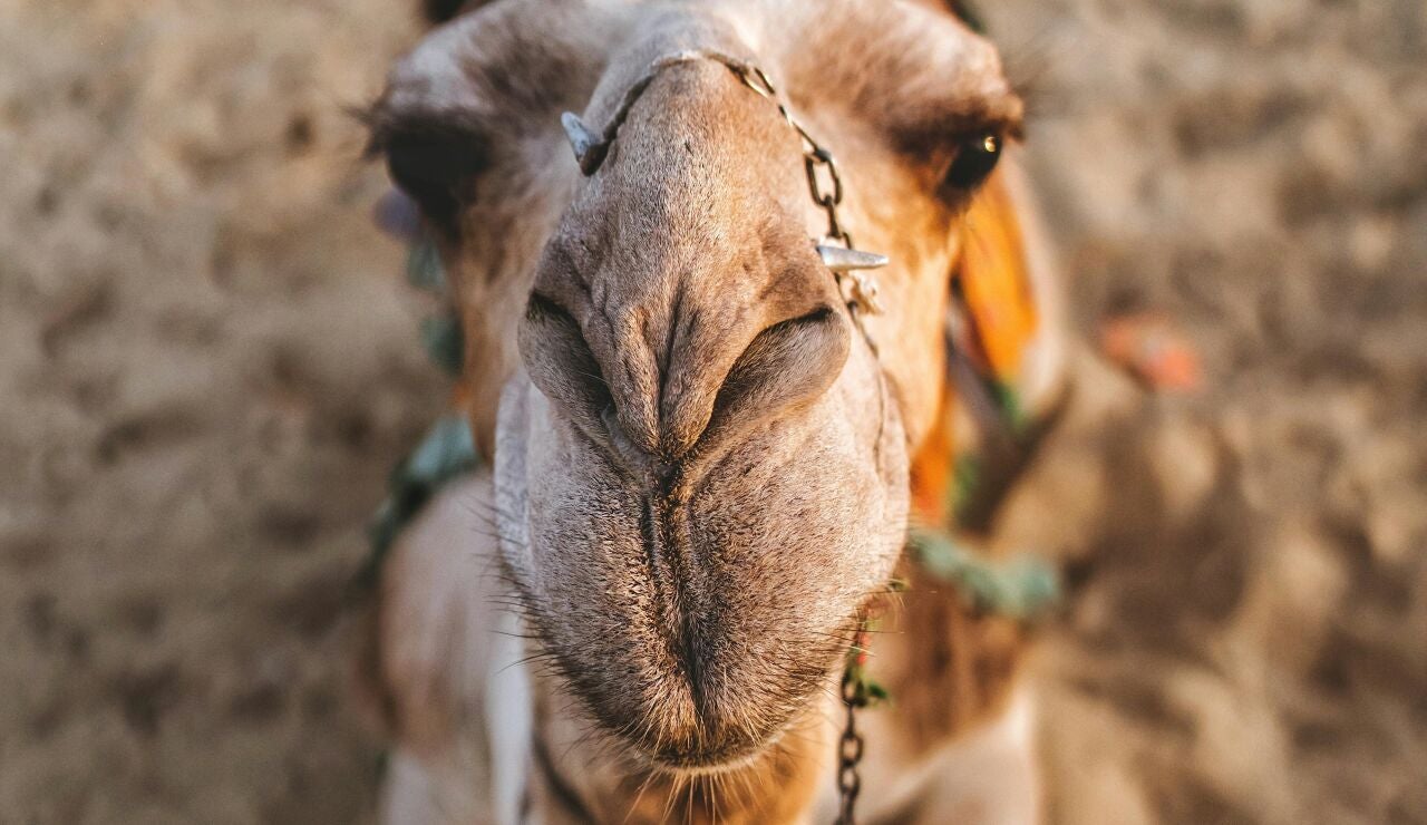 Imagen de archivo de un camello
