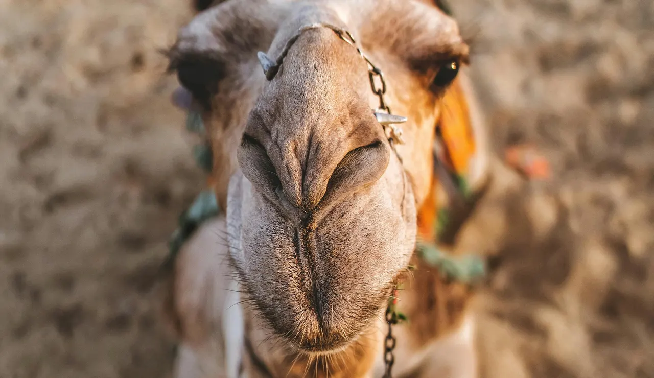Imagen de archivo de un camello