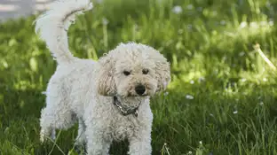 Imagen de archivo de un caniche Imagen de archivo de un caniche