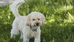 Imagen de archivo de un caniche