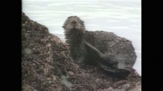 Multa de mil millones para Exxon Mobil por el vertido de petroleo de Exxon Valdez en Alaska