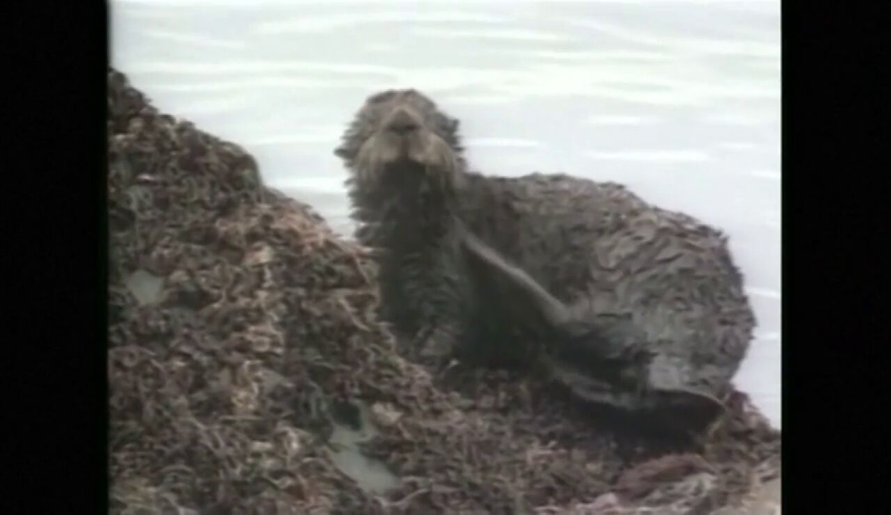 Multa de mil millones para Exxon Mobil por el vertido de petroleo de Exxon Valdez en Alaska