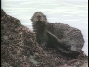 Multa de mil millones para Exxon Mobil por el vertido de petroleo de Exxon Valdez en Alaska