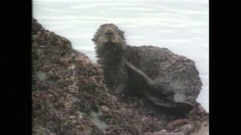 Multa de mil millones para Exxon Mobil por el vertido de petroleo de Exxon Valdez en Alaska