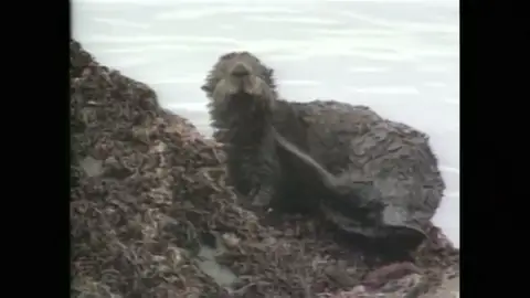 Multa de mil millones para Exxon Mobil por el vertido de petroleo de Exxon Valdez en Alaska Multa de mil millones para Exxon Mobil por el vertido de petroleo de Exxon Valdez en Alaska