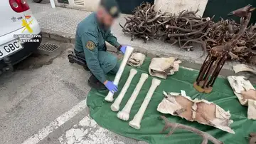 Huesos de jirafa, pieles sin curtir y 150 kilos de cornamenta de ciervo entre las piezas incautadas por la Guardia Civil en la provincia de Cádiz Huesos de jirafa, pieles sin curtir y 150 kilos de cornamenta de ciervo entre las piezas incautadas por la Guardia Civil en la provincia de Cádiz