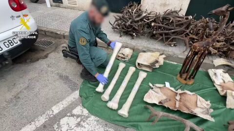 Huesos de jirafa, pieles sin curtir y 150 kilos de cornamenta de ciervo entre las piezas incautadas por la Guardia Civil en la provincia de C&aacute;diz