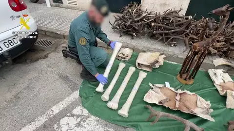 Huesos de jirafa, pieles sin curtir y 150 kilos de cornamenta de ciervo entre las piezas incautadas por la Guardia Civil en la provincia de Cádiz Huesos de jirafa, pieles sin curtir y 150 kilos de cornamenta de ciervo entre las piezas incautadas por la Guardia Civil en la provincia de Cádiz