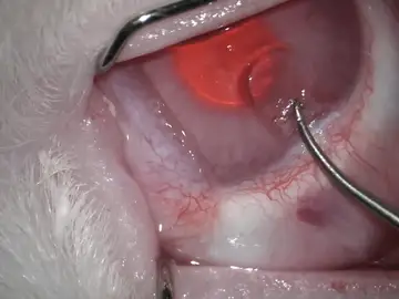 Implante de córnea con escamas de peces Implante de córnea con escamas de peces