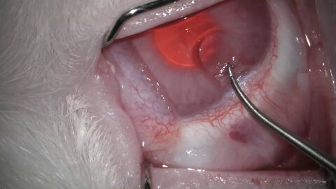 Implante de c&oacute;rnea con escamas de peces